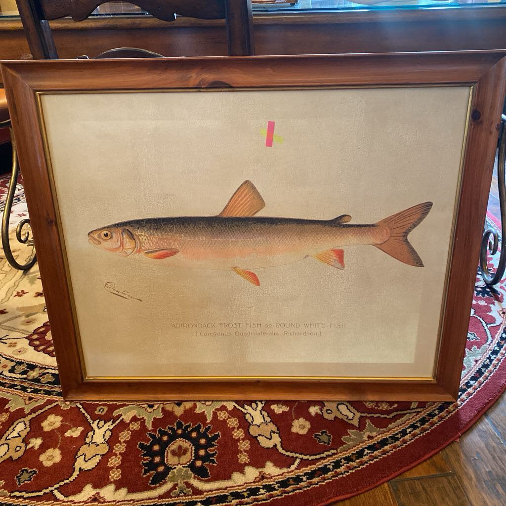 Adirondack Frost Fish
