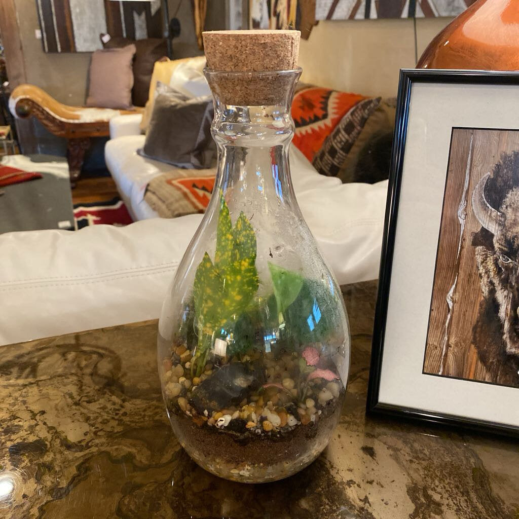 Self Contained Live Terrarium
