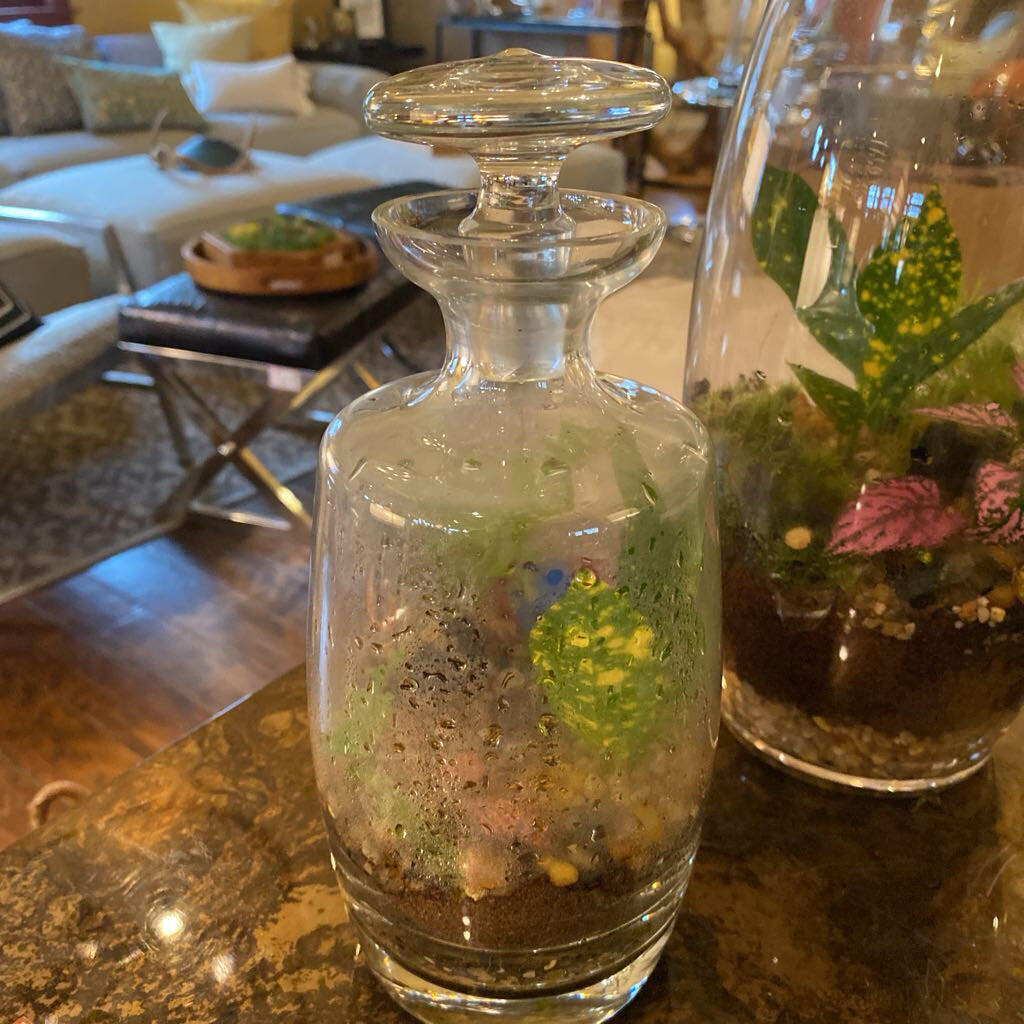 Self Contained Live Terrarium