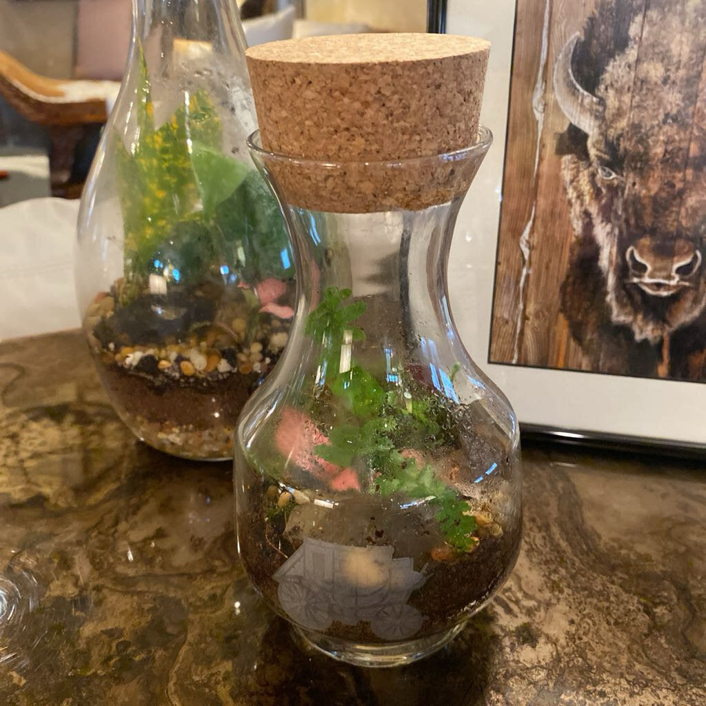 Self Contained Live Terrarium