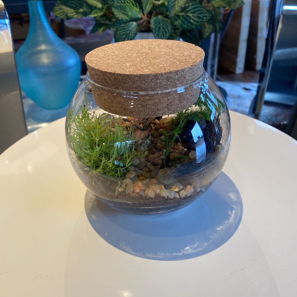 Self Contained Live Terrarium