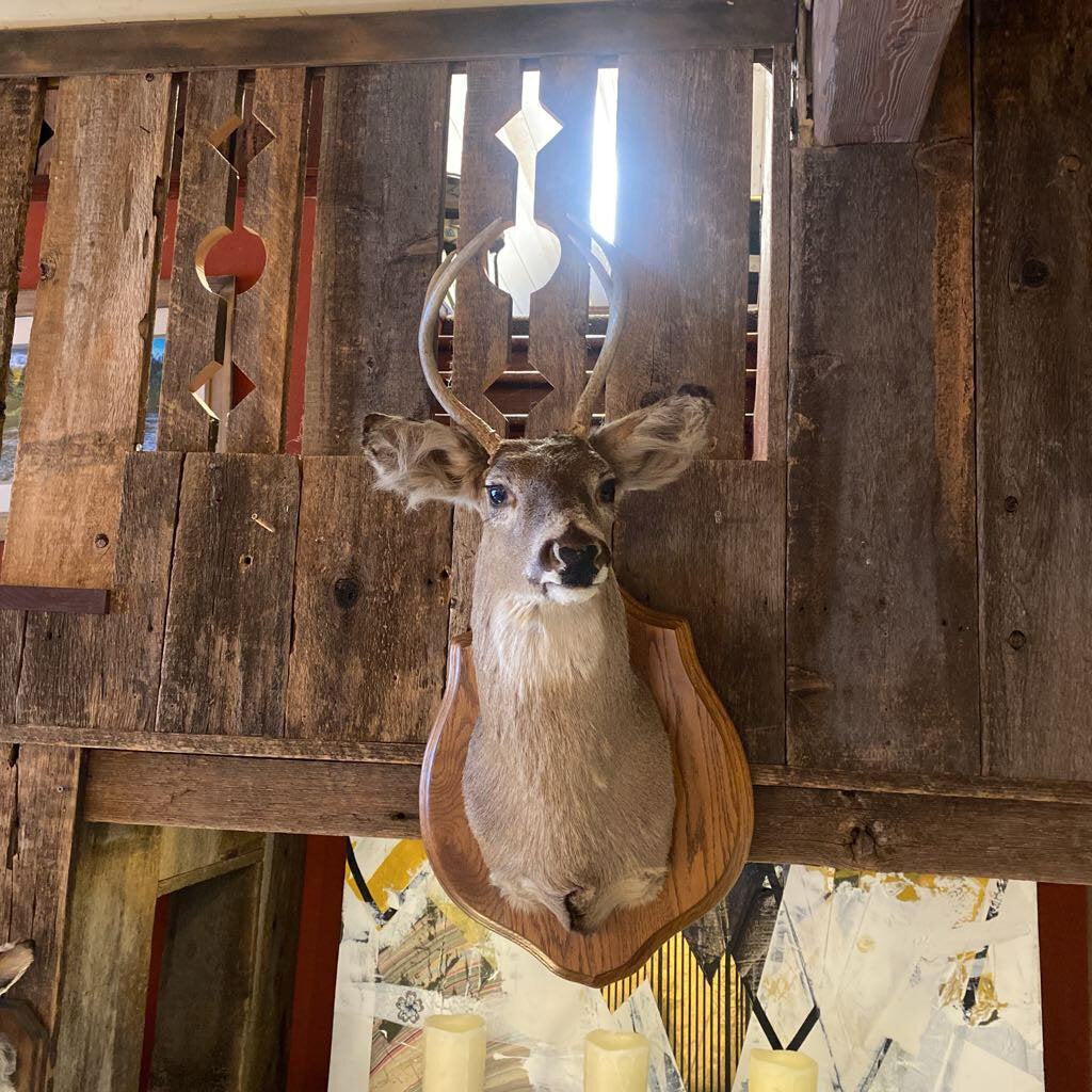 Deer Mount