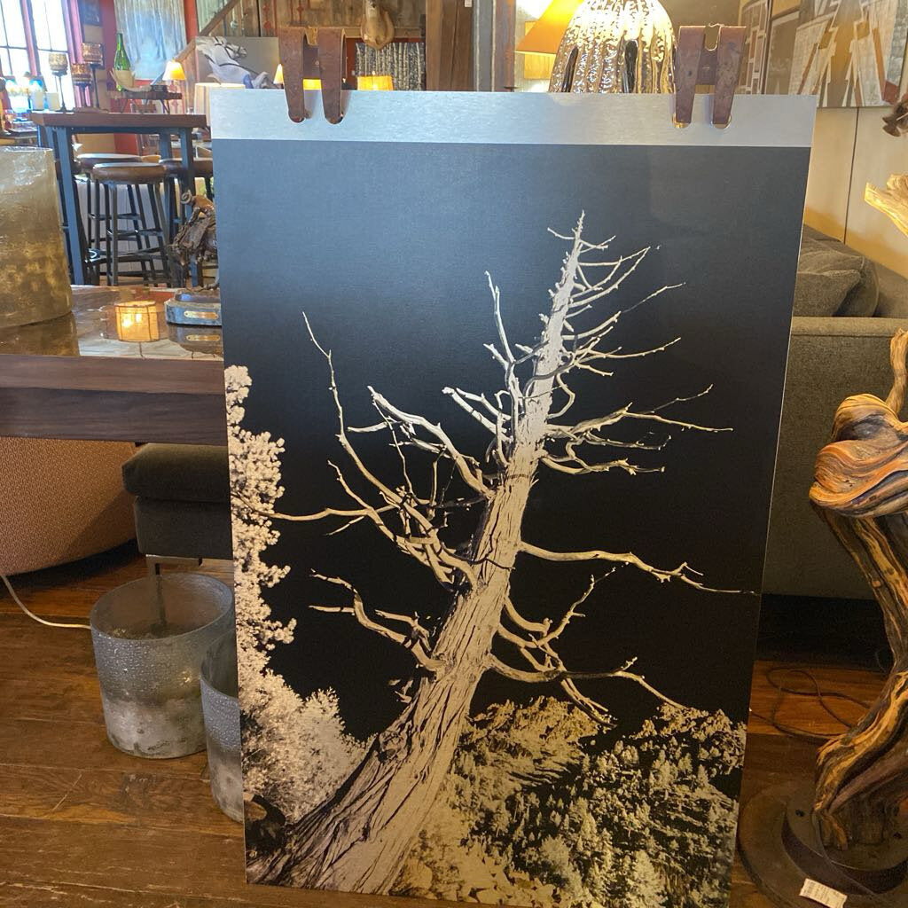 The Juniper - Black And White Photo On Metal With Brackets