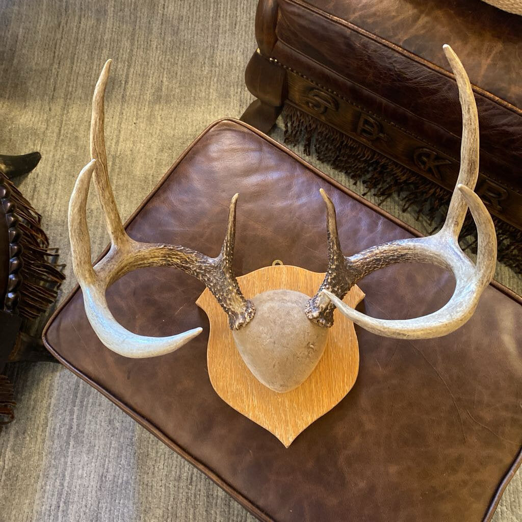 Antler Mount