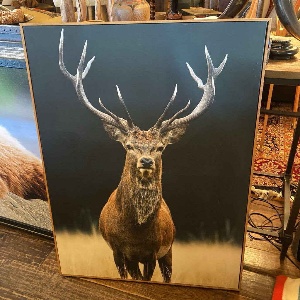 Red Deer #6
