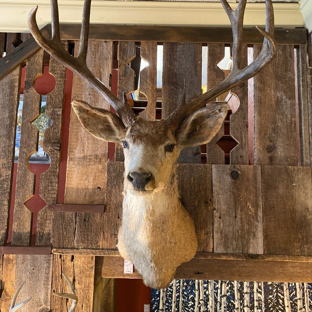Deer Mount