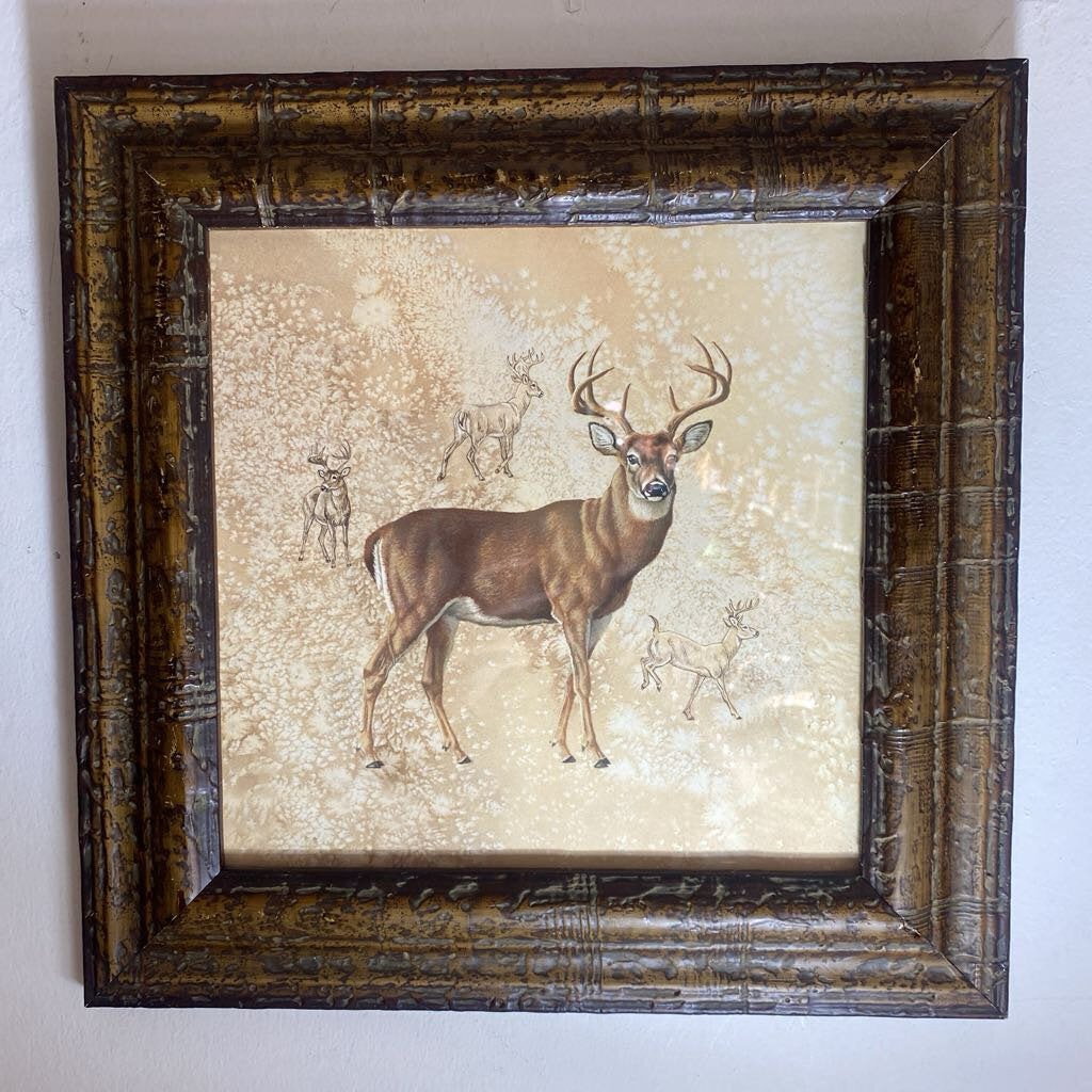 Deer Study