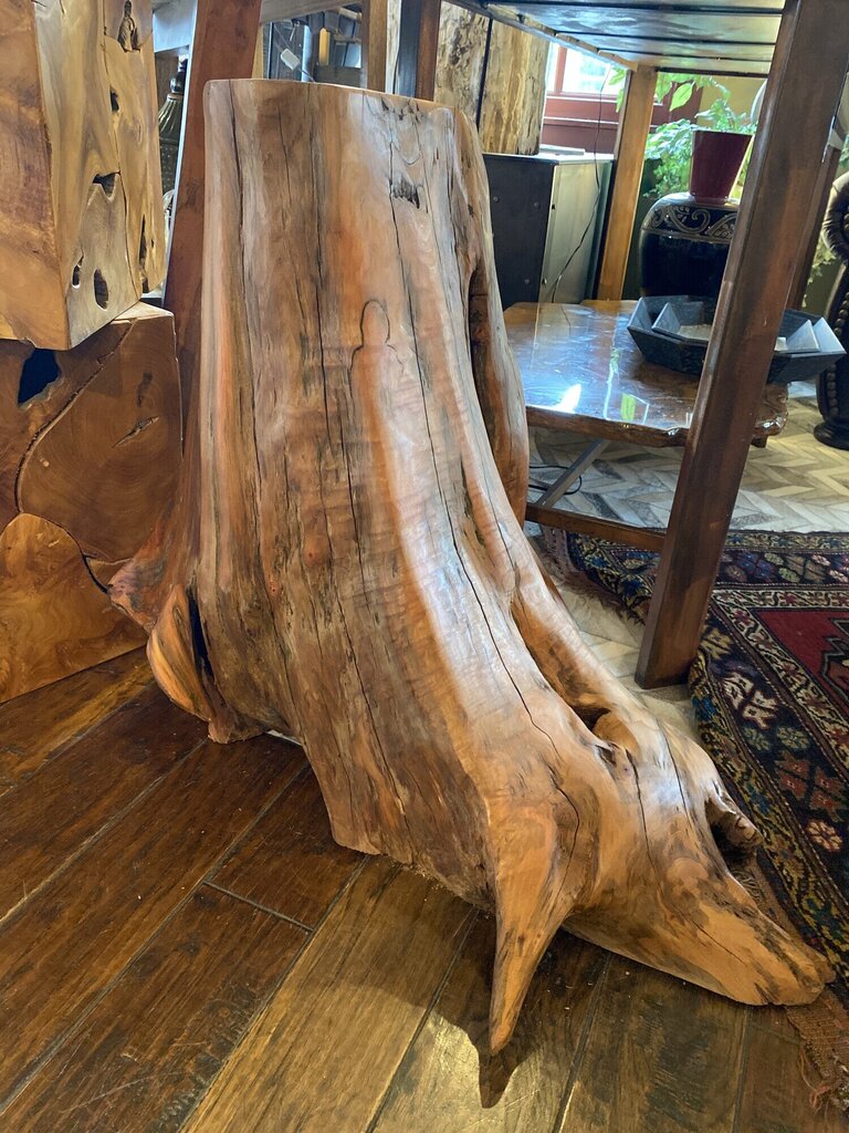 Cedar Stump by Sandy Cross