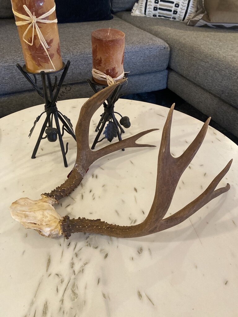 Four Point Antler Rack
