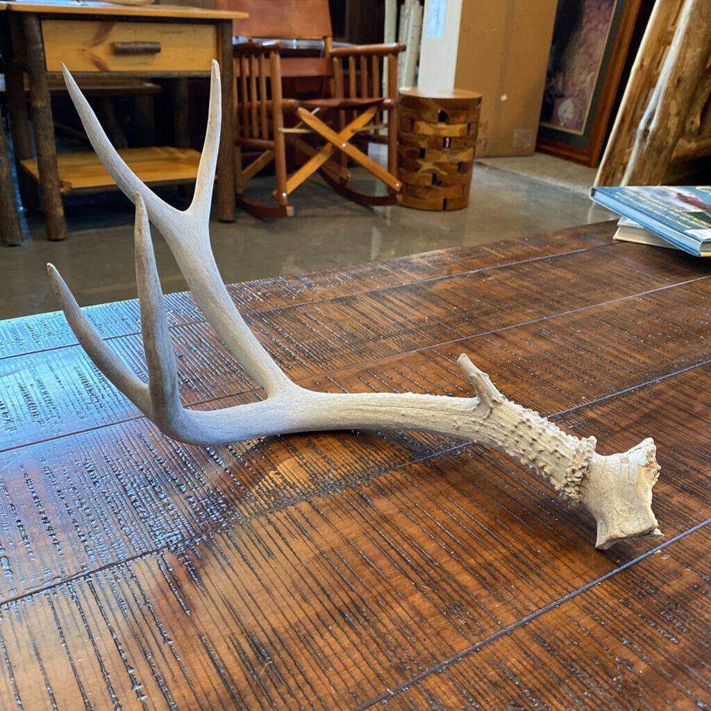 Antler
