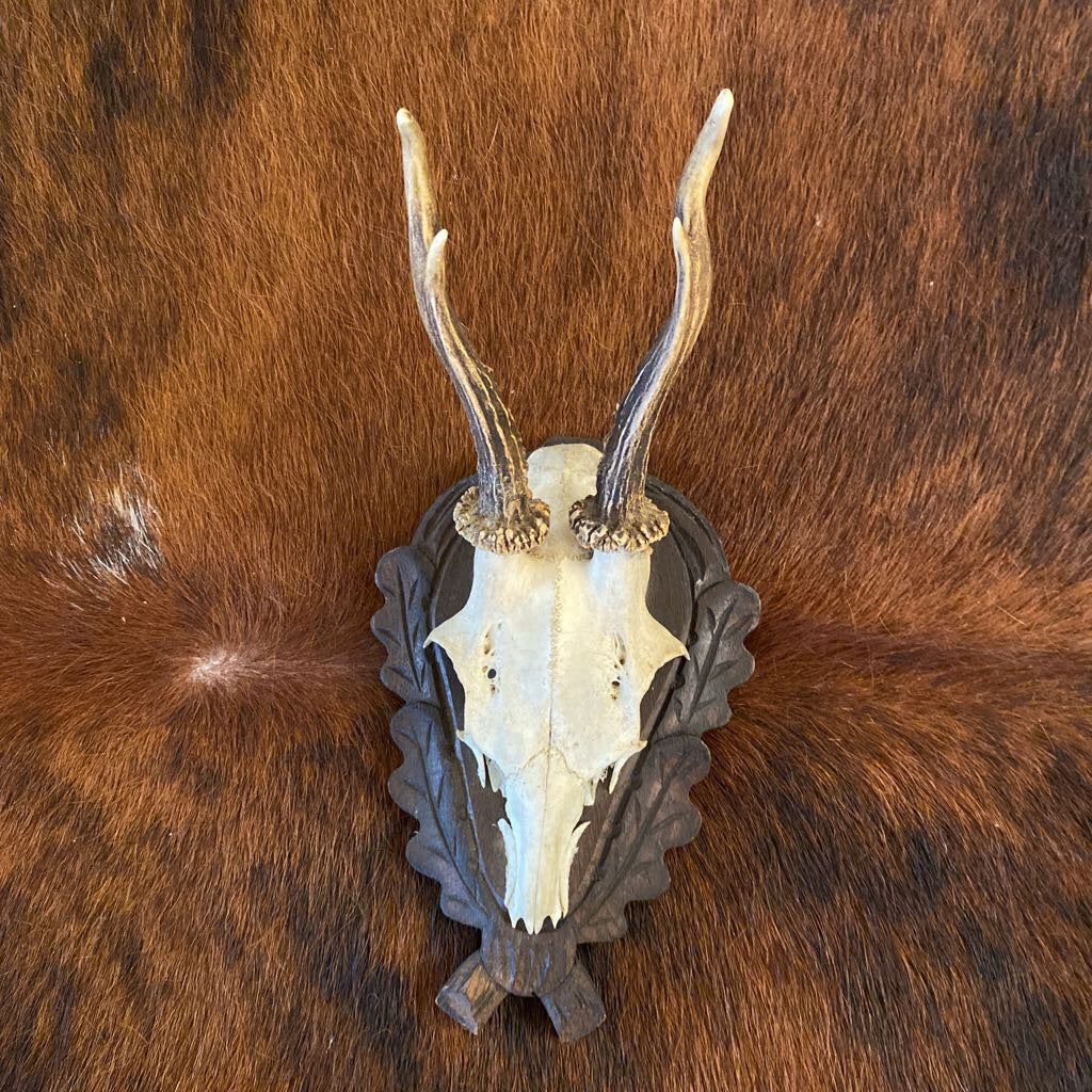 Black Forest Roe Deer Trophy Mount