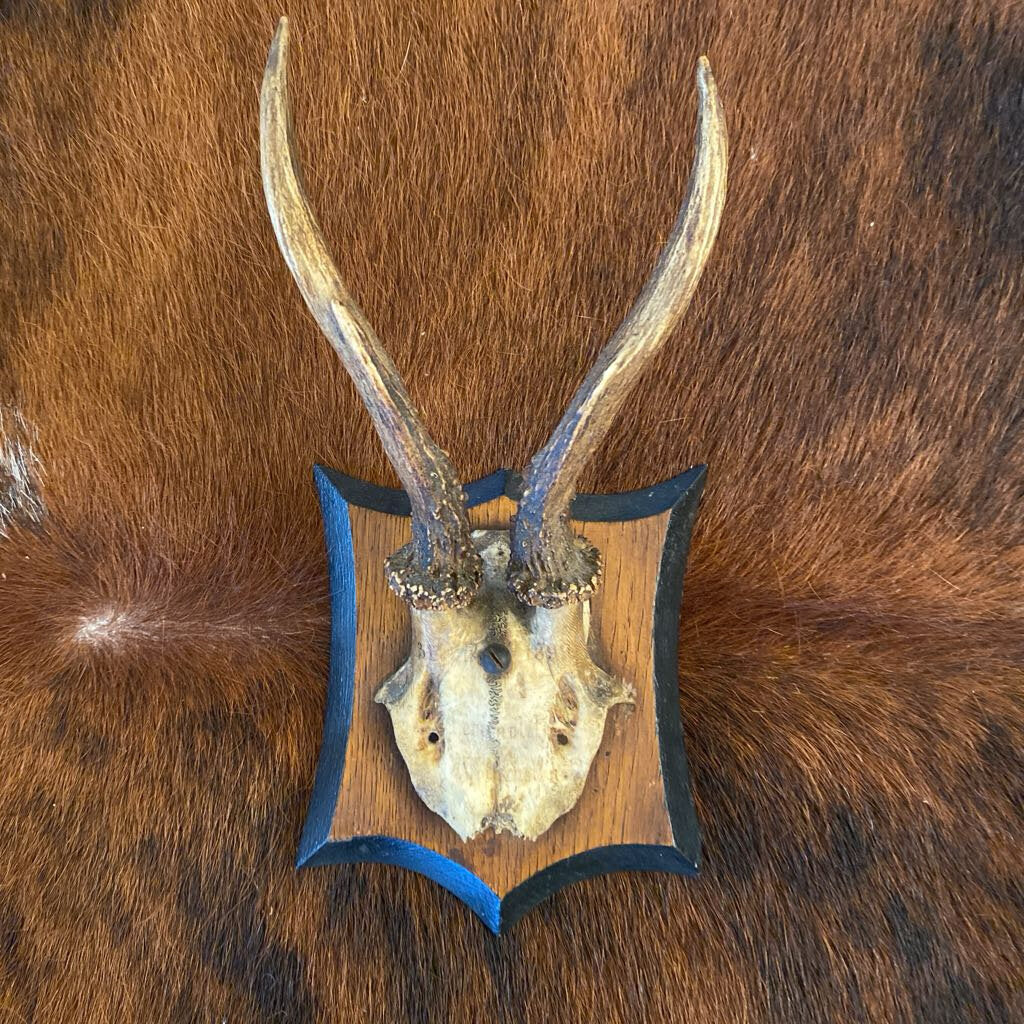 Vintage Roe Deer Trophy Mount