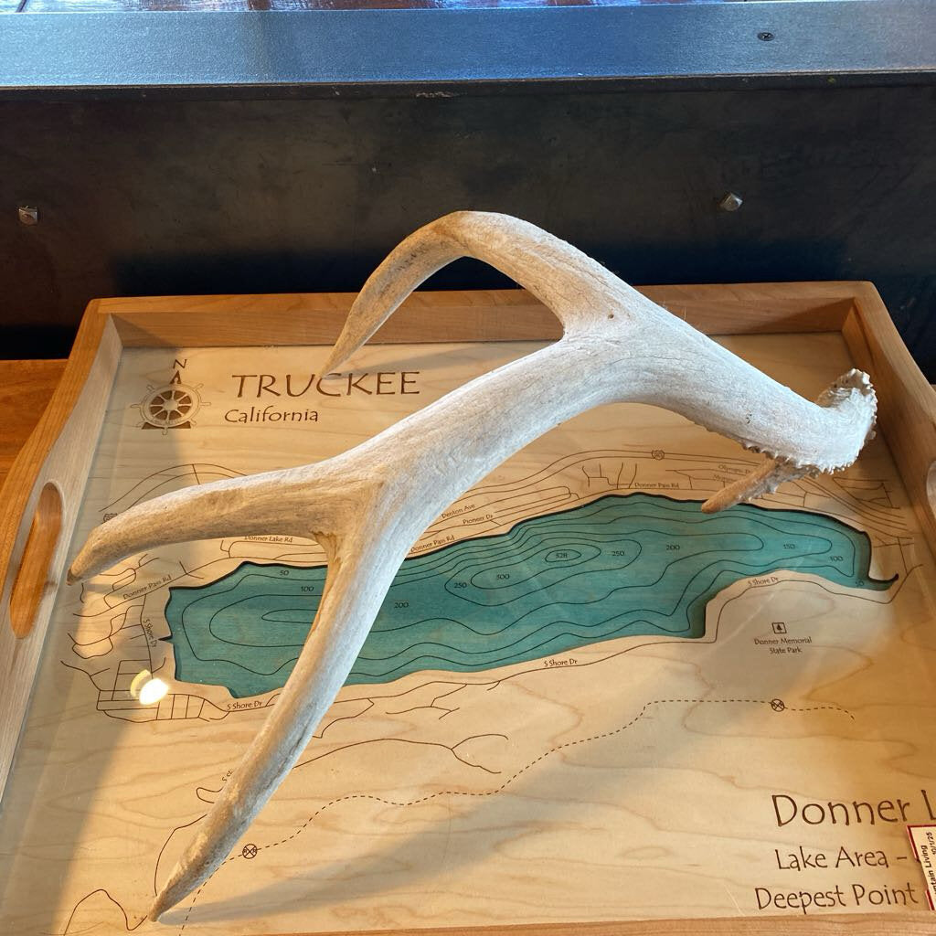 Antler