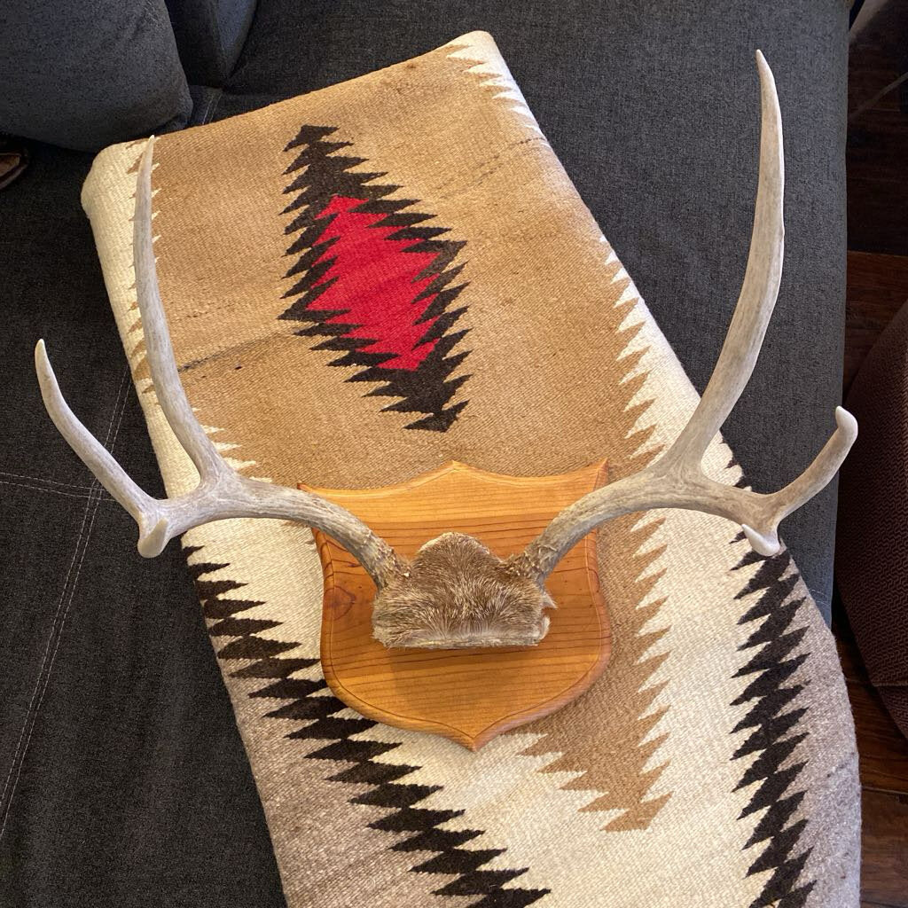 Deer Antler Mount