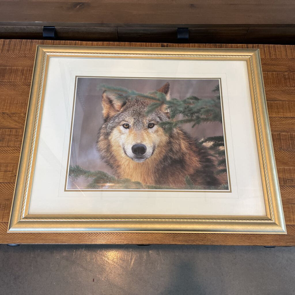 Brown Wolf Behind Branch