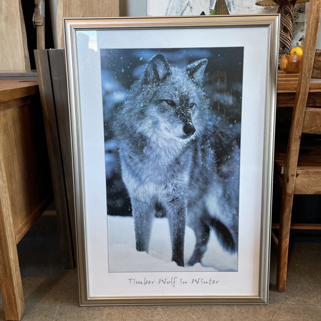 Timber Wolf In Winter