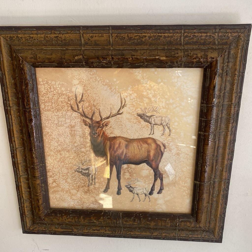 Elk Study
